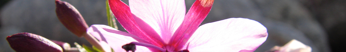Projekte Titelbild