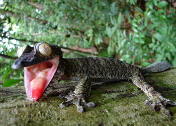 Madagaskar